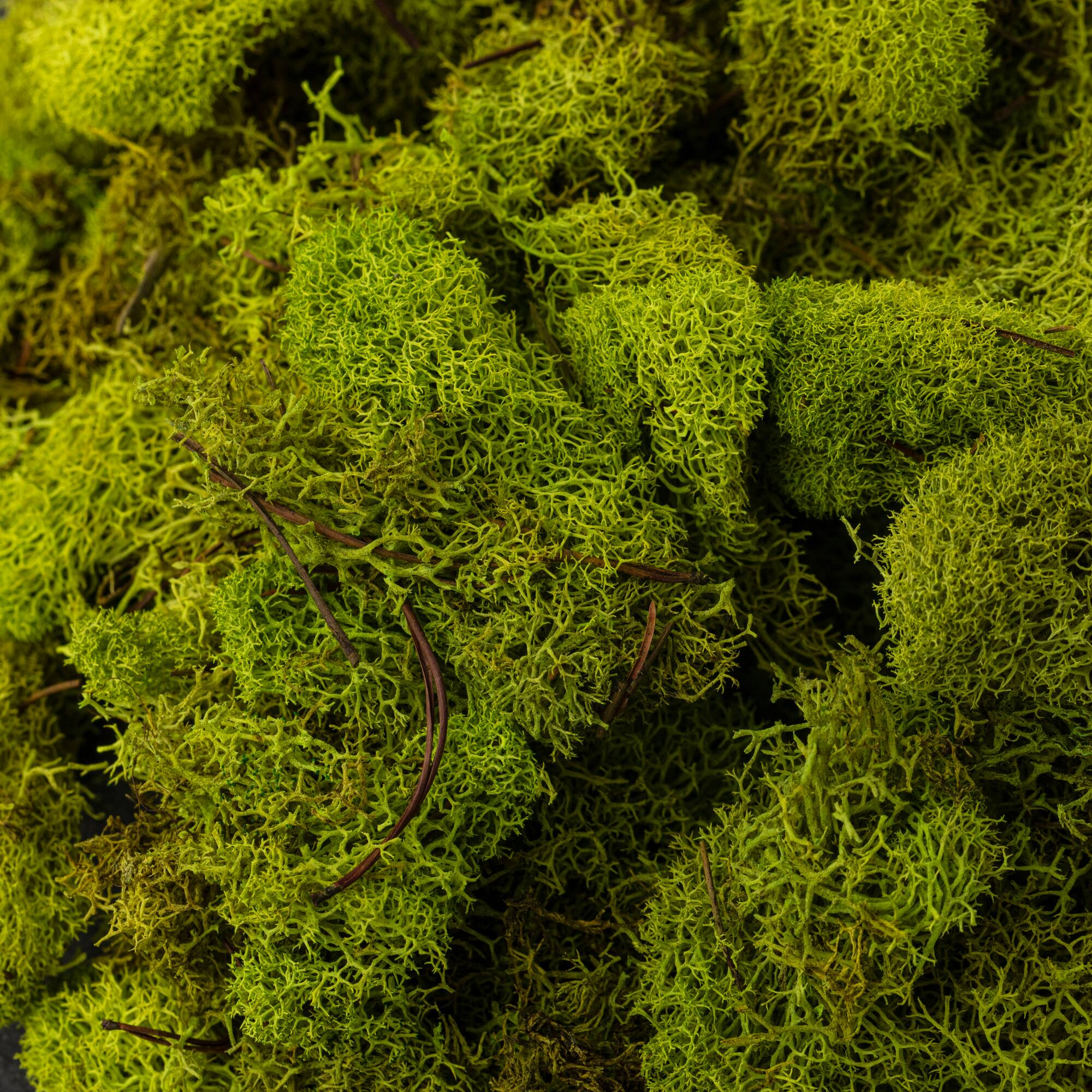 12 Pack: Reindeer Moss by Ashland®